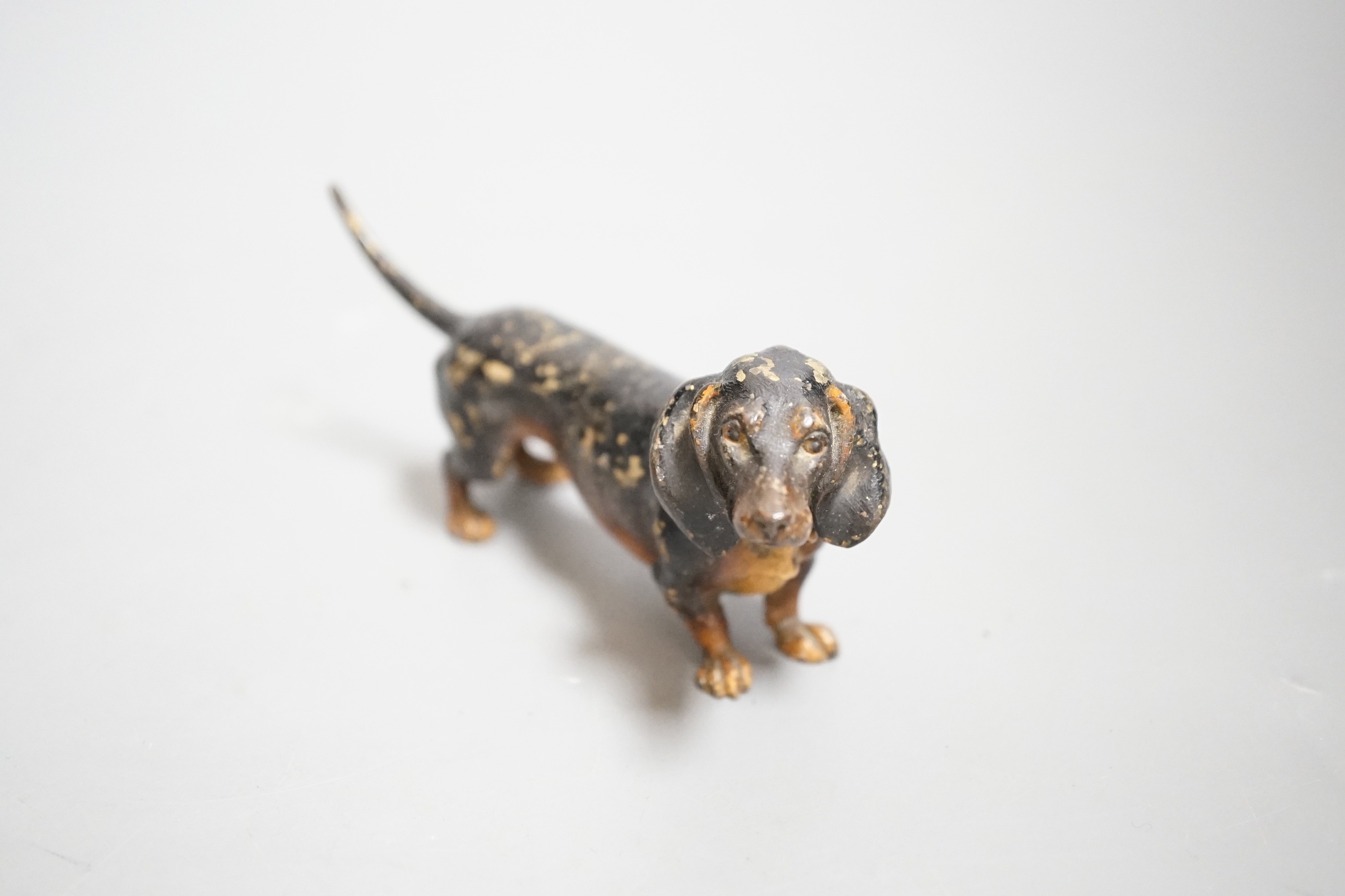 An Austrian cold painted model of a dachshund, stamped Geschutzt. 11cm long